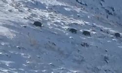 Kars'ta aç kalan yaban domuzları yerleşim yerlerine indi