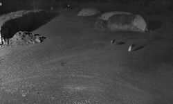 Kars'ta kurtlar köpeği götürdü