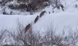 Kurt sürüsü görüldü