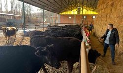 Kütahya'da teslim edilen büyükbaş hayvanların kontrol ve muayeneleri yapıldı