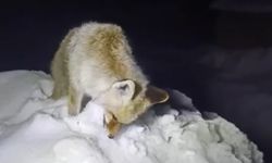 Sibirya soğukları: Tilki ayakta dondu