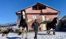 Sıra dışı yaşam: Onlarca hayvanla ortak hayat kurdu
