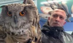 Soğuktan bitkin düşen baykuş vatandaşların duyarlılığıyla kurtarıldı