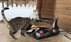 Sokak hayvanlarına şefkat eli