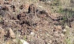 Tedavisi tamamlanan kirpi doğaya salındı