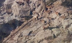 Yaban keçileri koruma altında