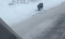 Yol kenarında ilerleyen domuz cep telefonuyla kaydedildi