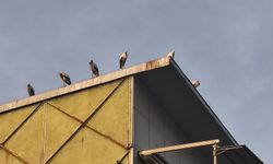 Iğdır’da Bahar Müjdesi: Göç Eden Leylekler Şehre Görkemli Bir Dönüş Yaptı!