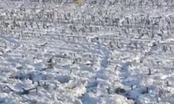 Iğdır Melekli Kasabasında Tarlada İki Kurt Kameralara Yansıdı