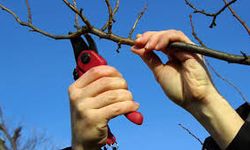 Iğdır’da Meyvecilikte Verimi Artıracak Adım: Budama Kursu Başlıyor!