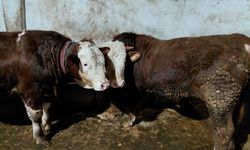 Iğdır'da Kurban Bayramı Öncesi Besiciler Hazırlıklarını Tamamlamaya başladı