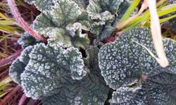 5 gün soğuk havanın etkisinde olacak