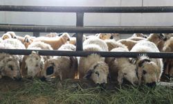 6 köy karantinaya alındı