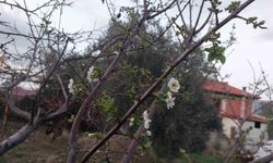 Ağaçlar çiçek açtı, dağlar mantar doldu