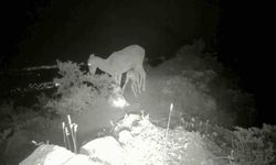 Anadolu yaban koyunu yavrularıyla görüntülendi