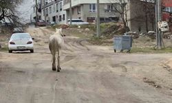 Atlar sokaklarda