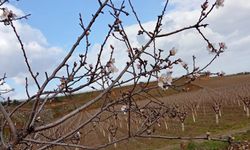 Badem ağaçları çiçek açtı