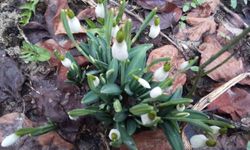 'Baharın müjdecisi' kardelenler yüzünü erken gösterdi