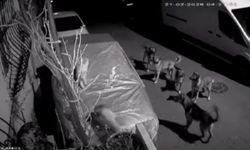 Başakşehir'de başıboş köpeklerin saldırdığı kedi öldü