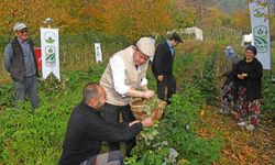 Dağ köylerinde ahududu seferberliği; hedef 100 dönüm