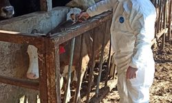 Hayvan sağlığı güvence altına alınıyor