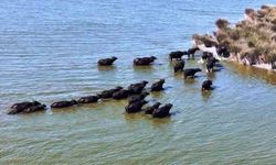 Hayvancılıkta Samsun farkı: 19 bin 495 manda ile ilk sırada