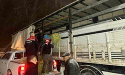 Hayvanlar aç kalmasın diye imdada yetiştiler