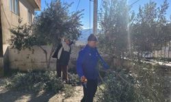 Kursiyerler zeytin ağaçları başında ter döktü