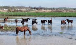 Milyonluk yarış atları da su altında kaldı