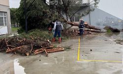 Okul bahçesindeki çam ağaçları kuvvetli rüzgara dayanamadı