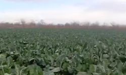 Sağanak yağış tarımı vurdu