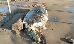 Sahile ölü yunus vurdu