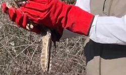 Şahinler, doğaya kanat çırptı