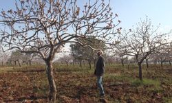 Şanlıurfa'da yoğun kar yağışları çiftçinin yüzünü güldürdü