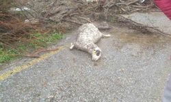 Sel sularına kapılan 46 küçükbaş hayvan telef oldu