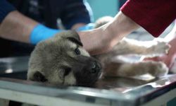 Şoförden insanlık dersi: Başka sürücünün çarpıp kaçtığı yaralı köpeğe umut oldu