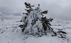 Soğuk hava ağaçları dondurdu