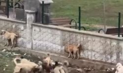 Sokak köpeklerinin bir köpeği parçalamaya çalıştığı anlar kamerada