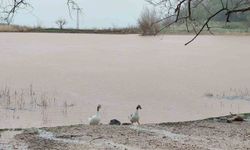 Sülüklü Göl yeniden canlandı