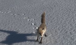 Tilkinin dron ile imtihanı