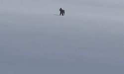 Vaşak görüntülendi