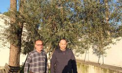 Yağmurlar zeytincileri sevindirdi