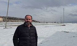 Yerleşim yerine inen kurdun rahat tavırları dikkat çekti