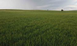 Yüksek kesimler yağışa doydu