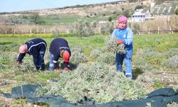 Ada çayı hasadı yapıldı