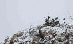 Av yasağı başladı