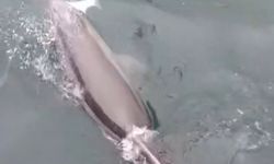Bandırma Limanı'nda yunus avlanırken görüntülendi