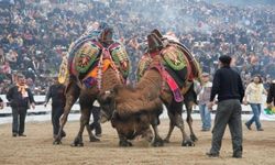 Deve güreşlerinin önü açıldı