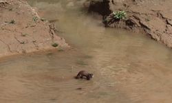 Erzurum'da nesli tehdt altındaki su samuru görüntülendi