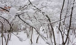 Fındıkta don endişesine bilimsel açıklama: 'Şu an risk yok, fayda var'